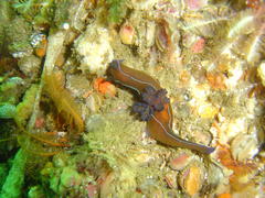 Tambja capensis