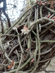 Lepismium lumbricoides