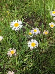 Erigeron wislizeni