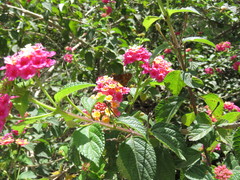 Lon melane vitellina