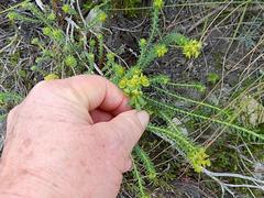 Euphorbia foliosa