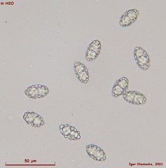 Trichophaeopsis paludosa