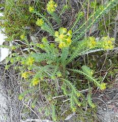 Euphorbia foliosa