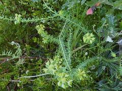 Euphorbia foliosa