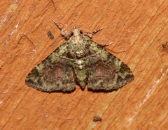 Metalectra geminicincta