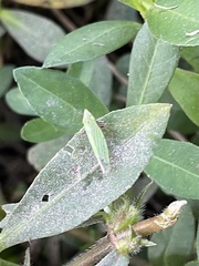 Draeculacephala robinsoni