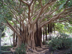 Ficus socotrana
