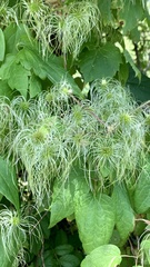 Clematis tangutica
