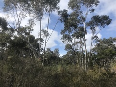 Eucalyptus megacarpa