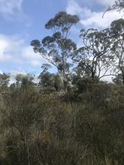 Eucalyptus megacarpa