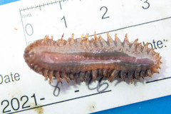Lepidonotus squamatus image