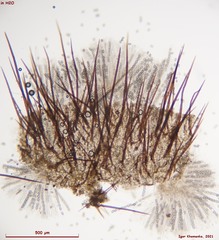 Trichophaeopsis paludosa