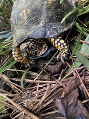 Terrapene carolina carolina