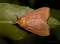 Lepidoptera