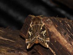 Dirphiopsis epiolina