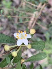 Asterolasia asteriscophora albiflora