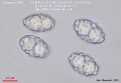 Trichophaeopsis paludosa