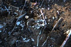 Tyto alba poensis