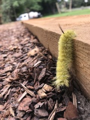 Acronicta americana