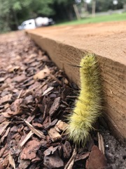 Acronicta americana