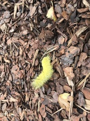 Acronicta americana
