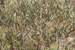 Acacia hakeoides