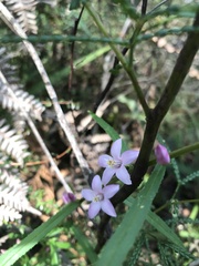 Crowea angustifolia