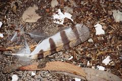 Tyto alba poensis