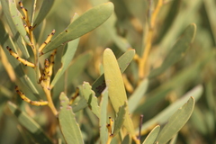Acacia hakeoides