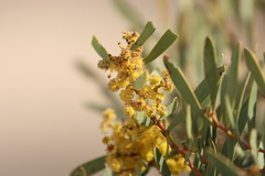 Acacia hakeoides