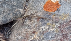 Podarcis siculus tyrrhenicus