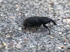 Sphenophorus cicatristriatus