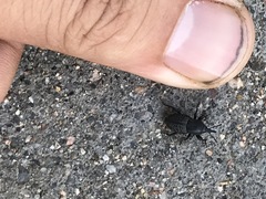 Sphenophorus cicatristriatus