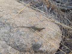 Podarcis siculus tyrrhenicus