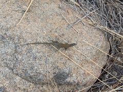 Podarcis siculus tyrrhenicus