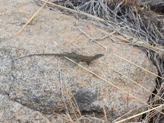 Podarcis siculus tyrrhenicus