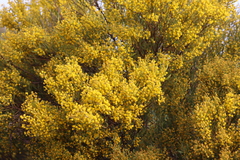 Acacia microcarpa