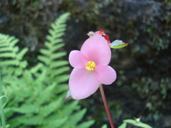 Begonia gracilis