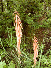 Kniphofia angustifolia