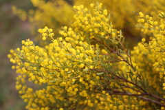 Acacia microcarpa