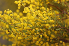 Acacia microcarpa