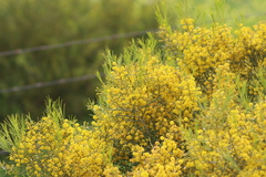 Acacia calamifolia