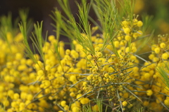 Acacia calamifolia