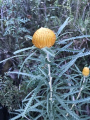 Banksia formosa
