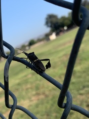 Leptoglossus zonatus