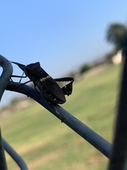 Leptoglossus zonatus