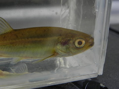 Chrosomus neogaeus