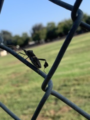 Leptoglossus zonatus