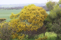 Acacia calamifolia