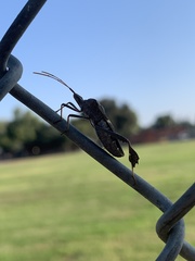 Leptoglossus zonatus